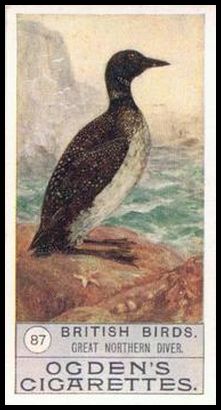 87 Great Northern Diver